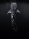 Whale shark in ocean. Giant fish swimming in open tropical sea