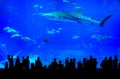 Whale shark in Okinawa Churaumi Aquarium in Japan