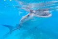 Whale shark in the Philippines, Oslob