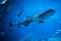 Whale shark Royalty Free Stock Photo