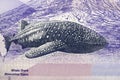 Whale shark a portrait from Philippine peso