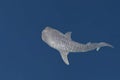 Whale Shark portrait underwater in Papua