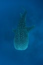 Whale Shark Royalty Free Stock Photo