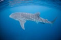 Whale Shark Royalty Free Stock Photo