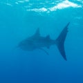 Whale shark (Rhincodon typus) Royalty Free Stock Photo