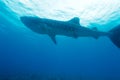 Whale shark (Rhincodon typus) Royalty Free Stock Photo