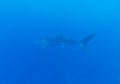 Whale shark (Rhincodon typus), Maldives Royalty Free Stock Photo