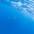 Whale shark (Rhincodon typus), Maldives Royalty Free Stock Photo