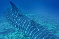 Whale Shark, Rhincodon typus, South Ari Atoll, Maldives Royalty Free Stock Photo
