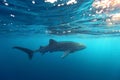 Whale Shark Rhincodon typus swimming at crystal clear blue w Royalty Free Stock Photo