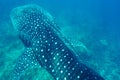 Whale Shark Royalty Free Stock Photo