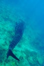 Whale Shark Royalty Free Stock Photo