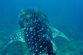 Whale Shark Royalty Free Stock Photo