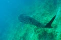 Whale Shark Royalty Free Stock Photo