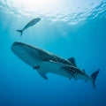 Whale shark (*Rhincodon typus*) underwater, with its distinctive pattern of white Royalty Free Stock Photo