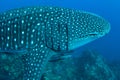 Whale shark in Richelieu Rock, North Andaman, Royalty Free Stock Photo