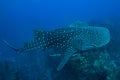 Whale shark in Richelieu Rock, North Andaman, Royalty Free Stock Photo