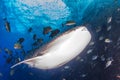 Whale shark at Roca Partida, Mexico Royalty Free Stock Photo