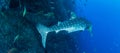 Whale shark at Roca Partida, Mexico Royalty Free Stock Photo