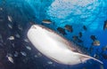 Whale shark at Roca Partida, Mexico Royalty Free Stock Photo