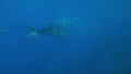 Whale shark with a school of Trevallies in blue water Royalty Free Stock Photo