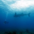 Whale shark and Scuba Diver, Maldives Royalty Free Stock Photo