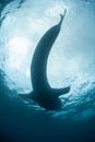 Whale Shark Silhouette Royalty Free Stock Photo