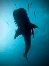 Whale shark silhouette Royalty Free Stock Photo