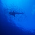 Whale Shark Silhouette Royalty Free Stock Photo