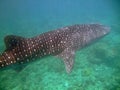 Whale Shark, South Ari Atoll, Maldives