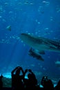 Whale Shark Spectators at The Aquarium