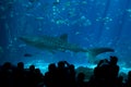 Whale Shark Spectators at The Aquarium