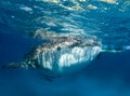 Whale shark at the surface Royalty Free Stock Photo