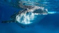 Whale shark at the surface