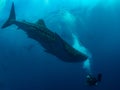 Whale shark surrounded by the divers, Oslob, Philippines. Selective focus. Royalty Free Stock Photo