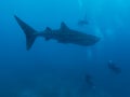 Whale shark surrounded by the divers, Oslob, Philippines. Selective focus. Royalty Free Stock Photo