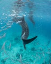 A Whale Shark in the blue ocean water of the Philippines. Royalty Free Stock Photo