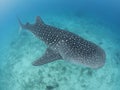 A Whale Shark in the blue ocean water of the Philippines. Royalty Free Stock Photo