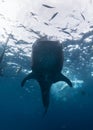 A Whale Shark in the blue ocean water of the Philippines. Royalty Free Stock Photo