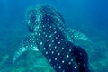 Whale Shark swimming in crystal clear blue waters at Maldives Royalty Free Stock Photo