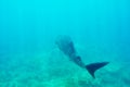 Whale Shark swimming in crystal clear blue waters at Maldives Royalty Free Stock Photo