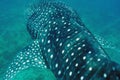 Whale Shark swimming in crystal clear blue waters at Maldives Royalty Free Stock Photo