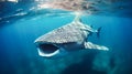 Whale shark swimming in the deep blue waters of the Pacific Ocean Royalty Free Stock Photo