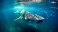 Whale shark swimming in the deep blue waters of the Pacific Ocean Royalty Free Stock Photo