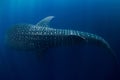 Whale shark swimming in deep ocean. Amazing spot patterns of the worlds largest fish