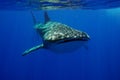 Whale shark swimming forward in clear blue water Royalty Free Stock Photo