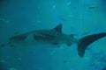 Whale shark swimming in GA