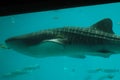 Close up of a whale shark swimming in GA
