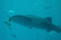 Shot of a whale shark swimming in GA Royalty Free Stock Photo