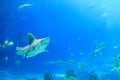 Shark and Sea creatures swimming at the georgia aquarium USA with scuba divers in tank